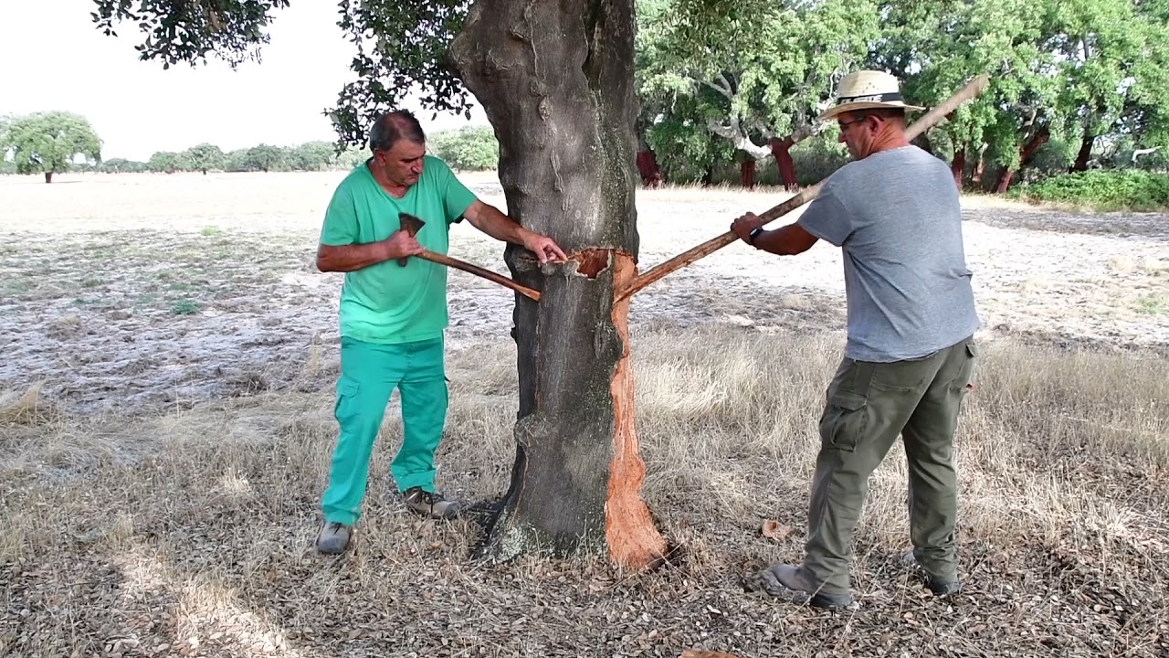 Todo sobre la obtención del corcho