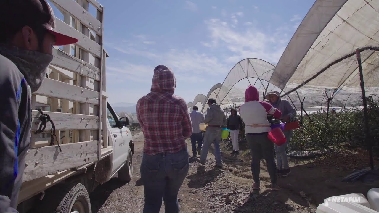 Ubicación del arándano en México