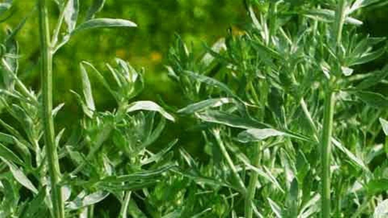 Usos medicinales de la planta de estafiate
